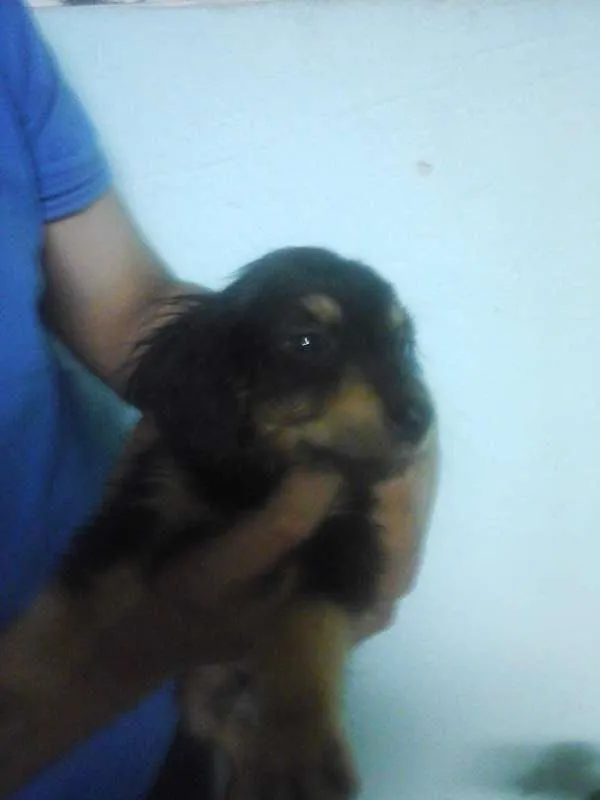 Cachorro ra a Vira Lata idade 2 a 6 meses nome sem nome