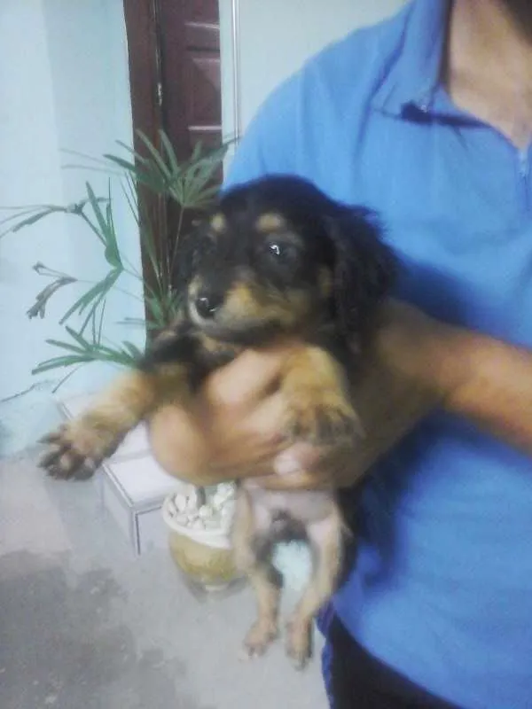 Cachorro ra a Vira Lata idade 2 a 6 meses nome sem nome
