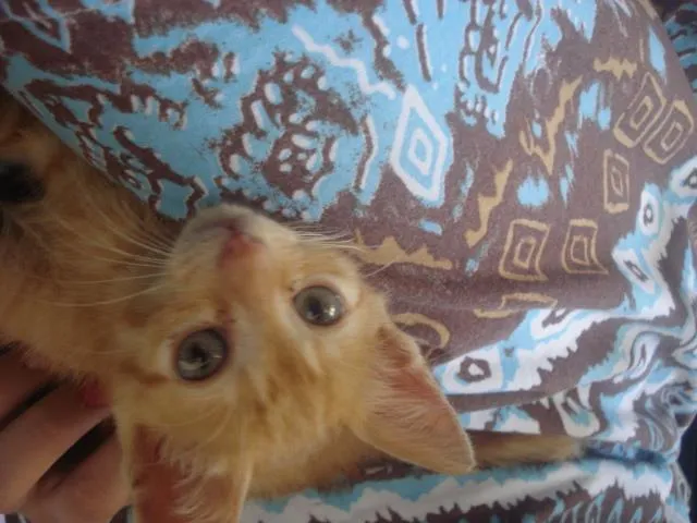 Gato ra a não definida idade Abaixo de 2 meses nome Lilica
