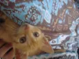 Lilica