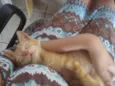 Lilica