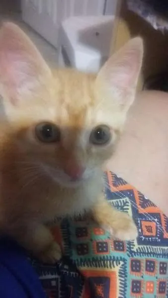 Gato ra a não definida idade Abaixo de 2 meses nome Lilica