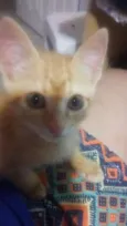 Lilica