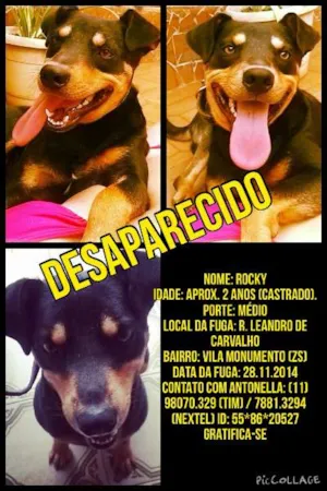 Cachorro raça SRD idade 2 anos nome ROCKY GRATIFICA