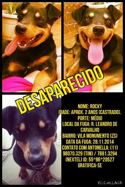 Cachorro ra a SRD idade 2 anos nome ROCKY GRATIFICA