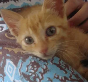 Gato raça não definida idade Abaixo de 2 meses nome Lilica