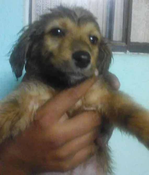 Cachorro ra a Vira Lata idade 2 a 6 meses nome sem nome