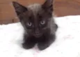 5 gatinhos órfãos p