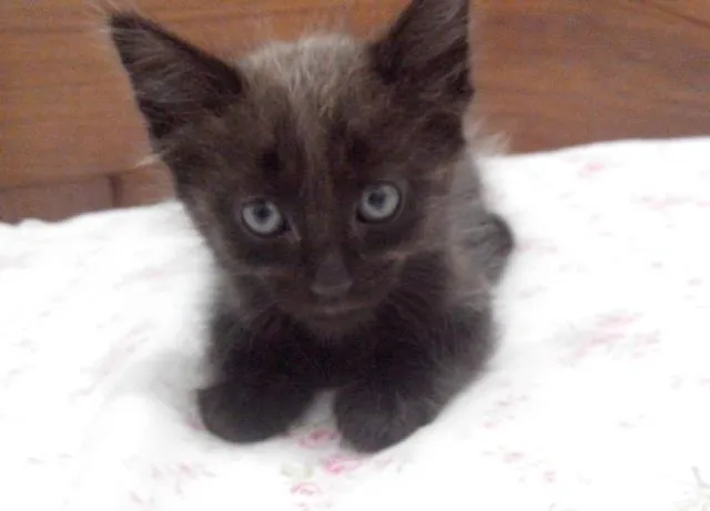 Gato raça SRD idade Abaixo de 2 meses nome 5 gatinhos órfãos p