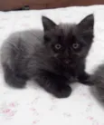 5 gatinhos órfãos p