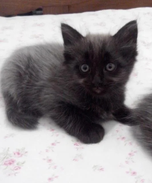 Gato raça SRD idade Abaixo de 2 meses nome 5 gatinhos órfãos p
