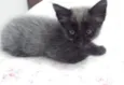 5 gatinhos órfãos p
