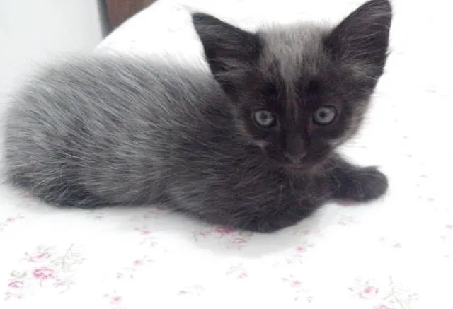 Gato raça SRD idade Abaixo de 2 meses nome 5 gatinhos órfãos p