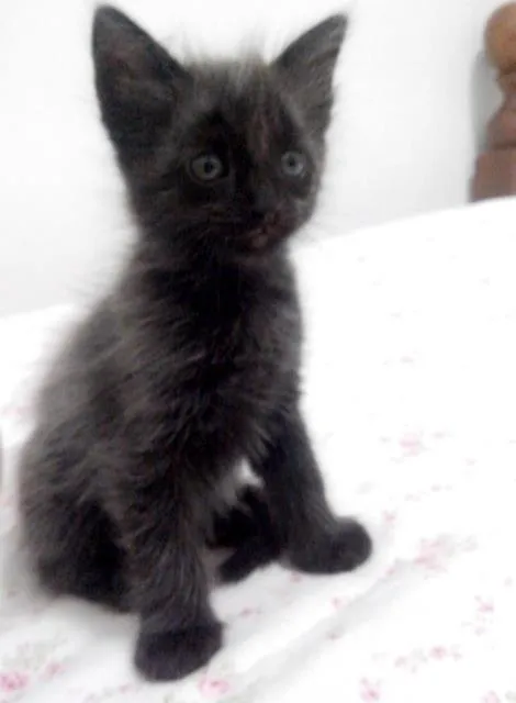 Gato raça SRD idade Abaixo de 2 meses nome 5 gatinhos órfãos p
