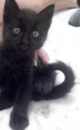 5 gatinhos órfãos p