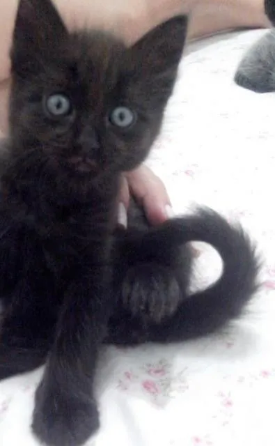 Gato raça SRD idade Abaixo de 2 meses nome 5 gatinhos órfãos p