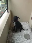 Chico