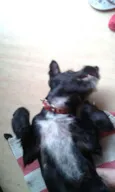Chico