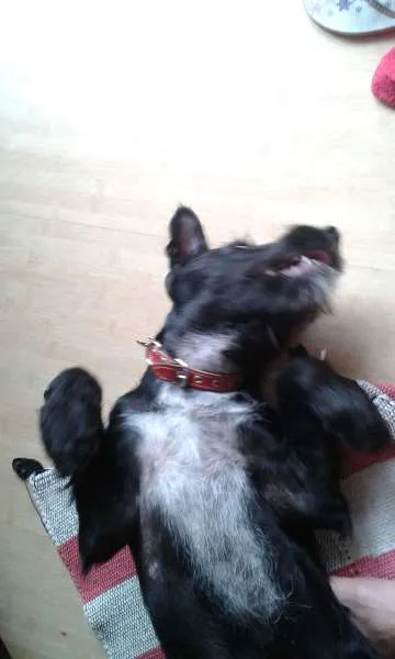 Cachorro ra a SRD idade 2 a 6 meses nome Chico