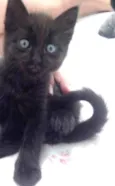 5 gatinhos órfãos p