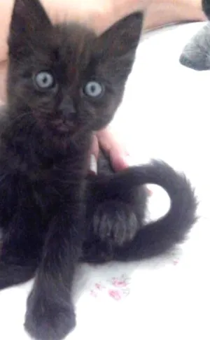 Gato raça SRD idade Abaixo de 2 meses nome 5 gatinhos órfãos p