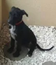 Chico