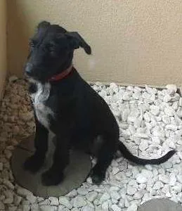 Cachorro ra a SRD idade 2 a 6 meses nome Chico