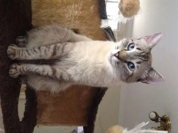 Gato ra a SRD idade 2 anos nome Tim