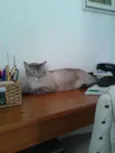 Tim