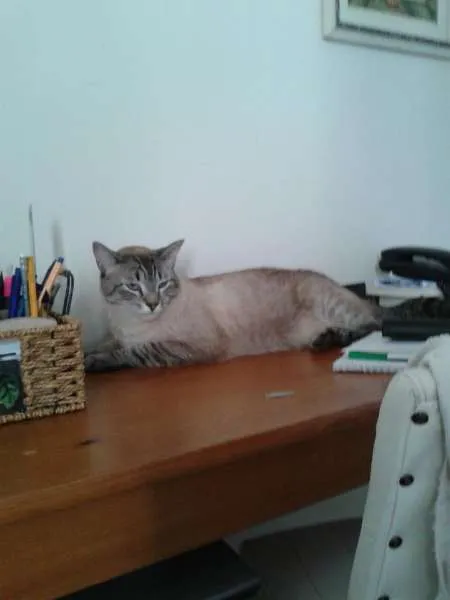 Gato ra a SRD idade 2 anos nome Tim