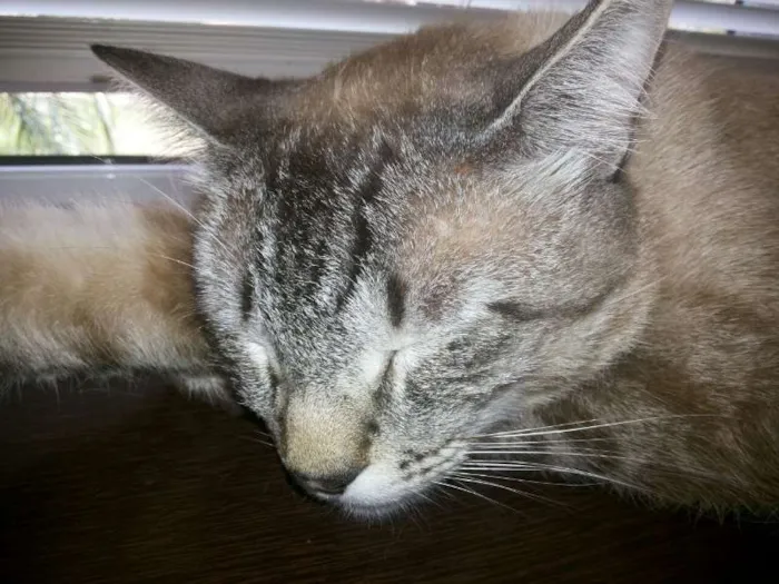 Gato ra a SRD idade 2 anos nome Tim