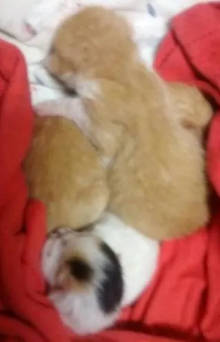 Gato raça  idade Abaixo de 2 meses nome gatinhos bebes