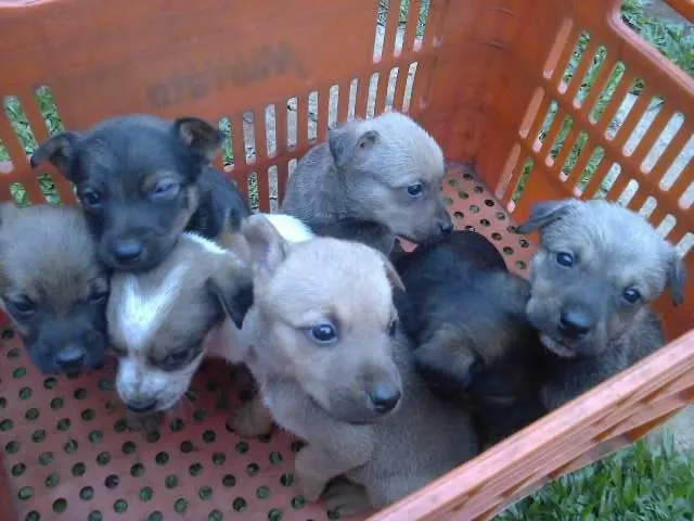 Cachorro ra a não tem idade Abaixo de 2 meses nome não tem