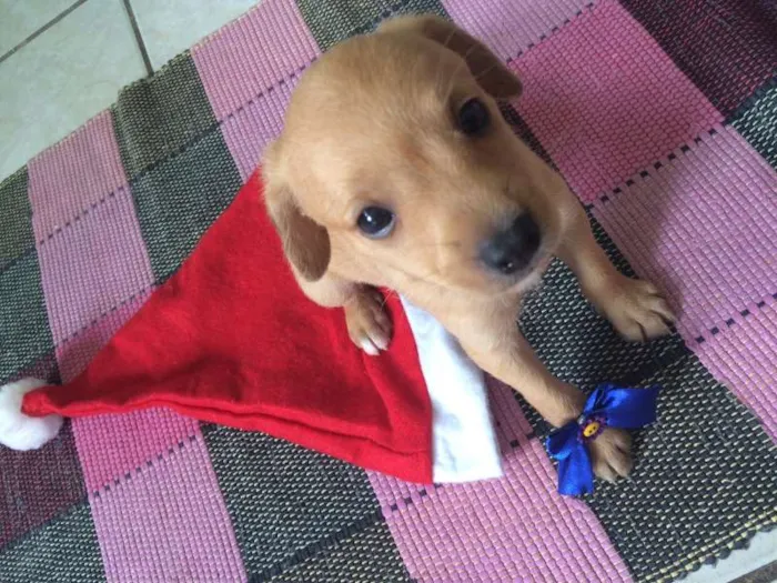 Cachorro ra a SRD idade  nome Tres Filhotes