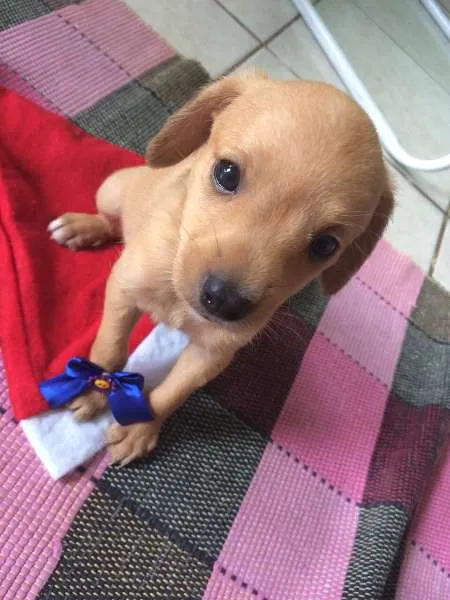 Cachorro ra a SRD idade  nome Tres Filhotes