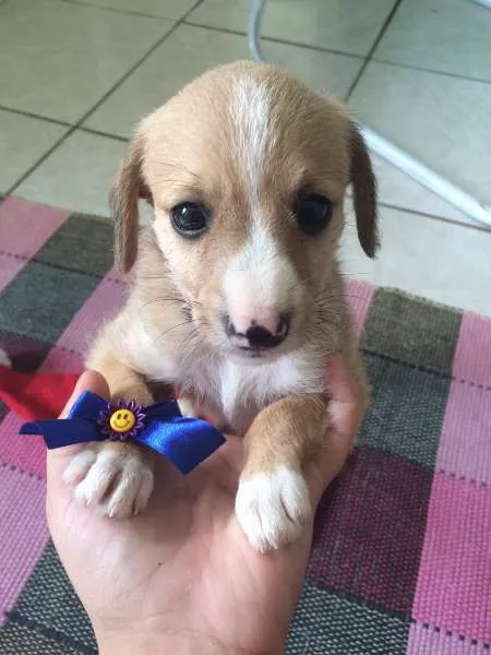 Cachorro ra a SRD idade  nome Tres Filhotes
