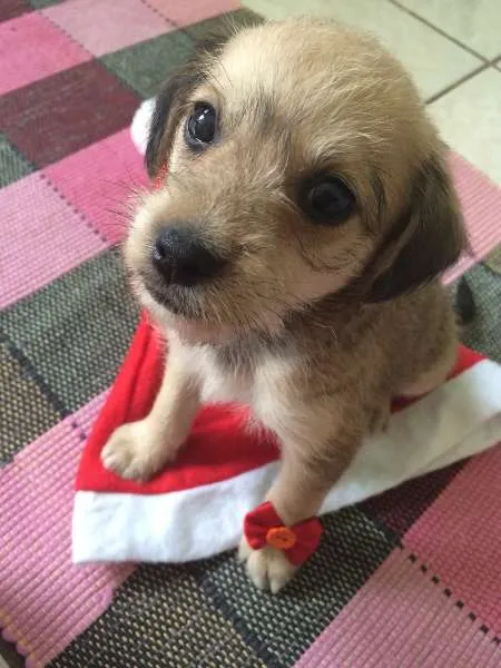 Cachorro ra a SRD idade  nome Tres Filhotes