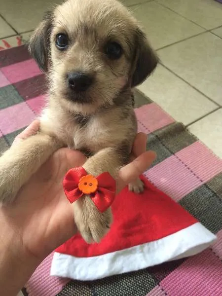 Cachorro ra a SRD idade  nome Tres Filhotes