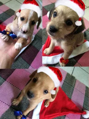 Cachorro raça SRD idade  nome Tres Filhotes
