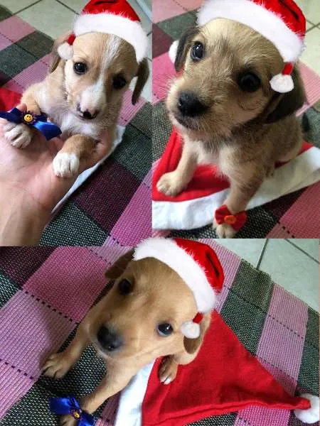 Cachorro ra a SRD idade  nome Tres Filhotes