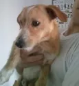 Kadu