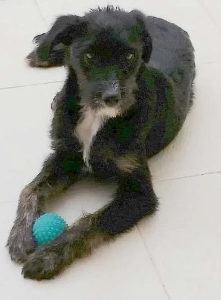 Cachorro ra a SRD idade 7 a 11 meses nome RABITO