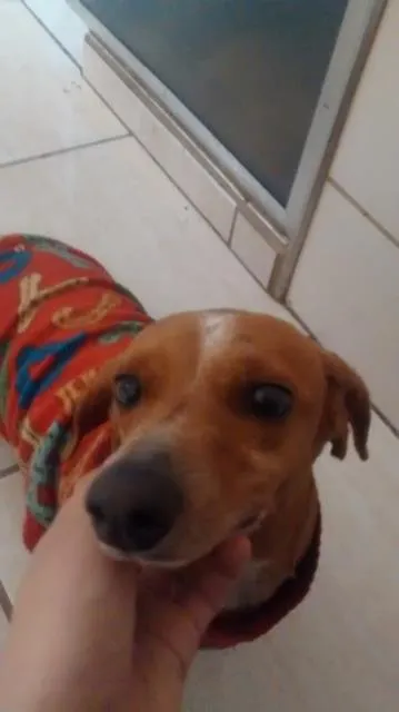 Cachorro raça dachshund idade 5 anos nome Dolly