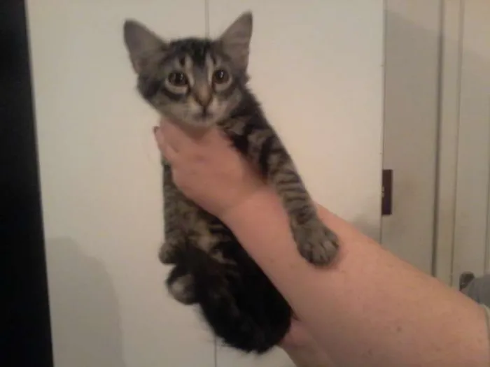 Gato ra a  idade 2 a 6 meses nome Gatinhos