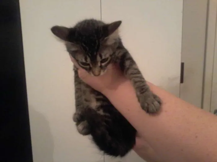 Gato ra a  idade 2 a 6 meses nome Gatinhos