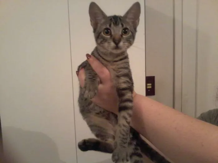 Gato ra a  idade 2 a 6 meses nome Gatinhos