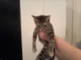 Gatinhos