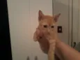 Gatinhos