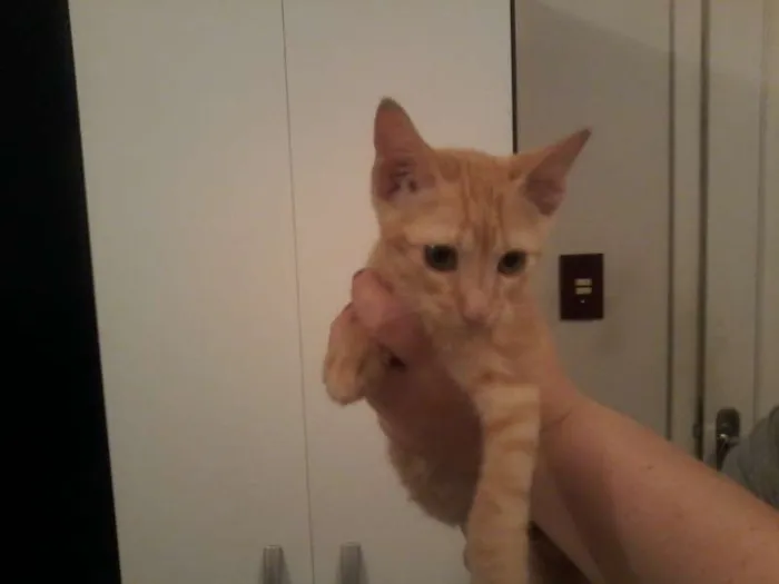 Gato ra a  idade 2 a 6 meses nome Gatinhos