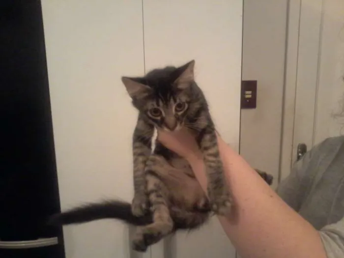 Gato ra a  idade 2 a 6 meses nome Gatinhos